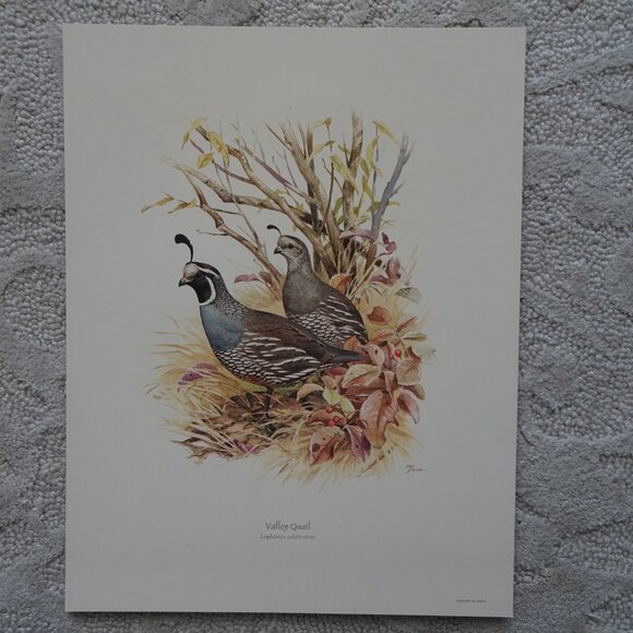 Field & Stream's Portfolio of Game Birds Painted by Ned Smith Limited Edition - Picture 9 of 16